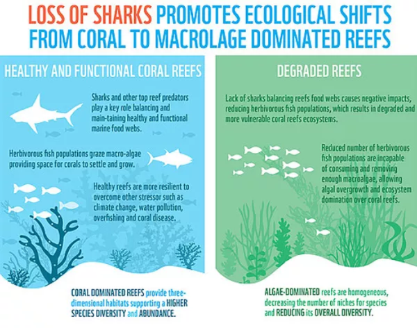 Loss of sharks promotes ecological shifts from coral to macrolage dominated reefs