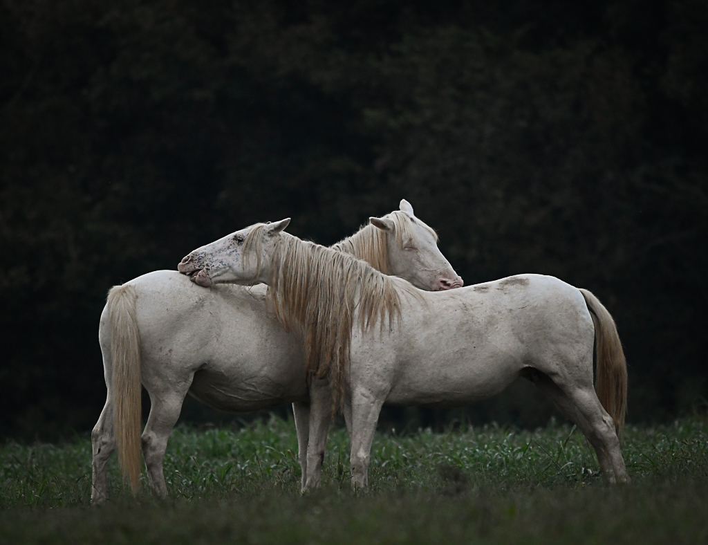 Two White Wild Horses of Eminence