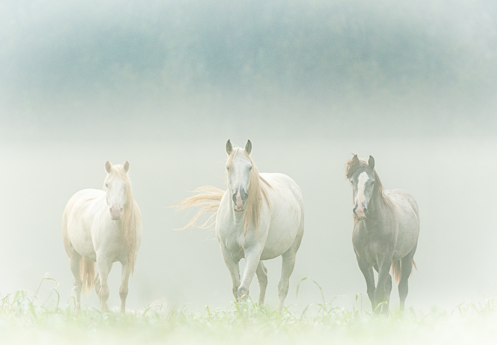 Three Wild Horses In The Mist