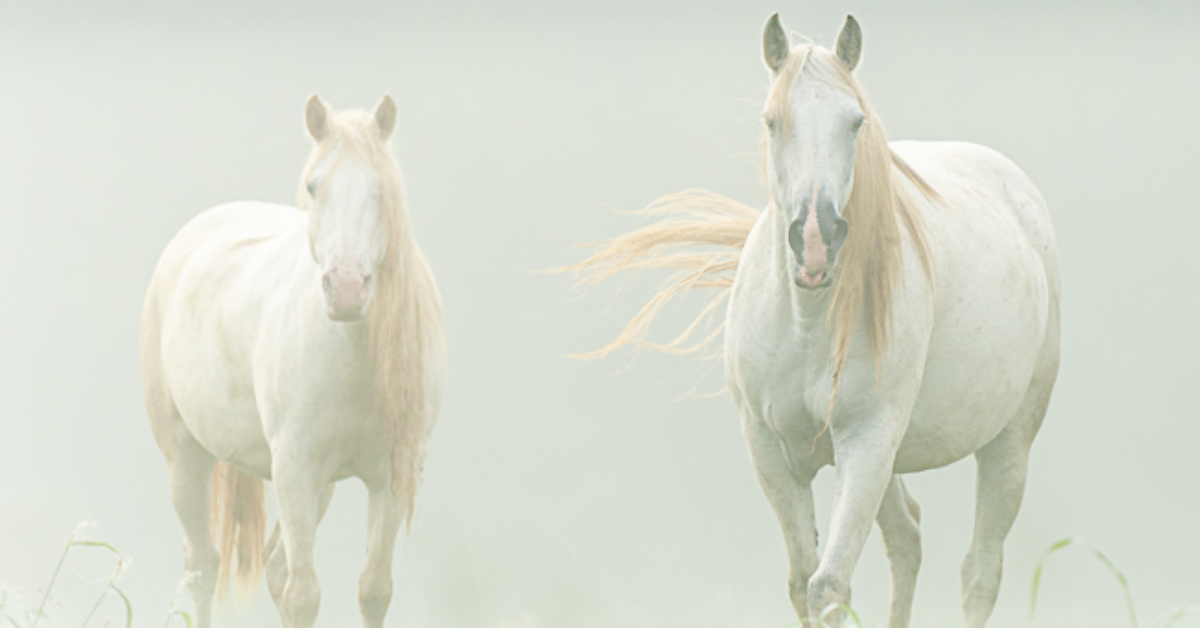 Two white wild horses in the mist from protected habitat in Eminence, Missouri. Direct connection to nature, healthy land.