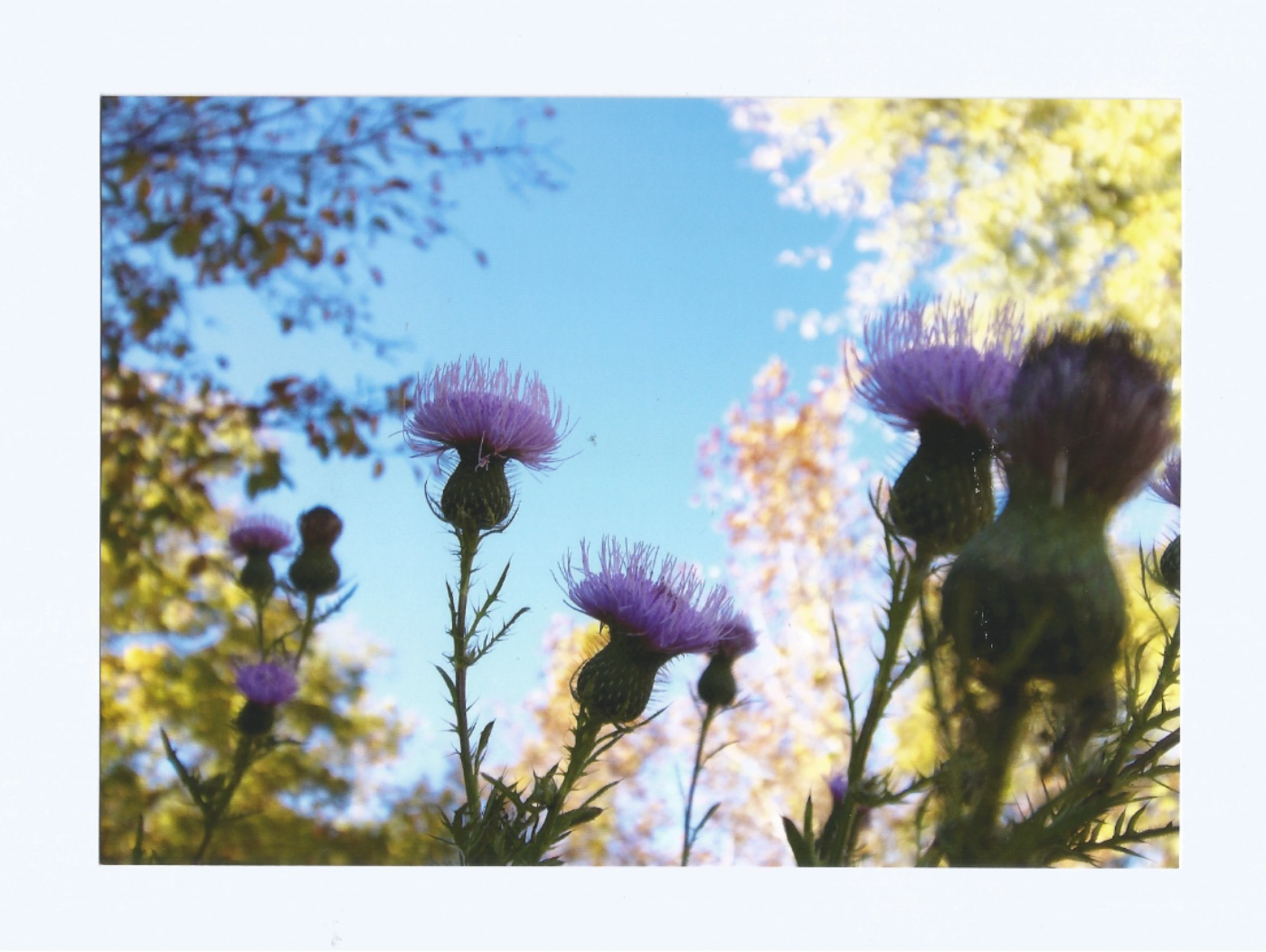 Nature\'s beautiful wildflowers | Matt Lynch | Photographer