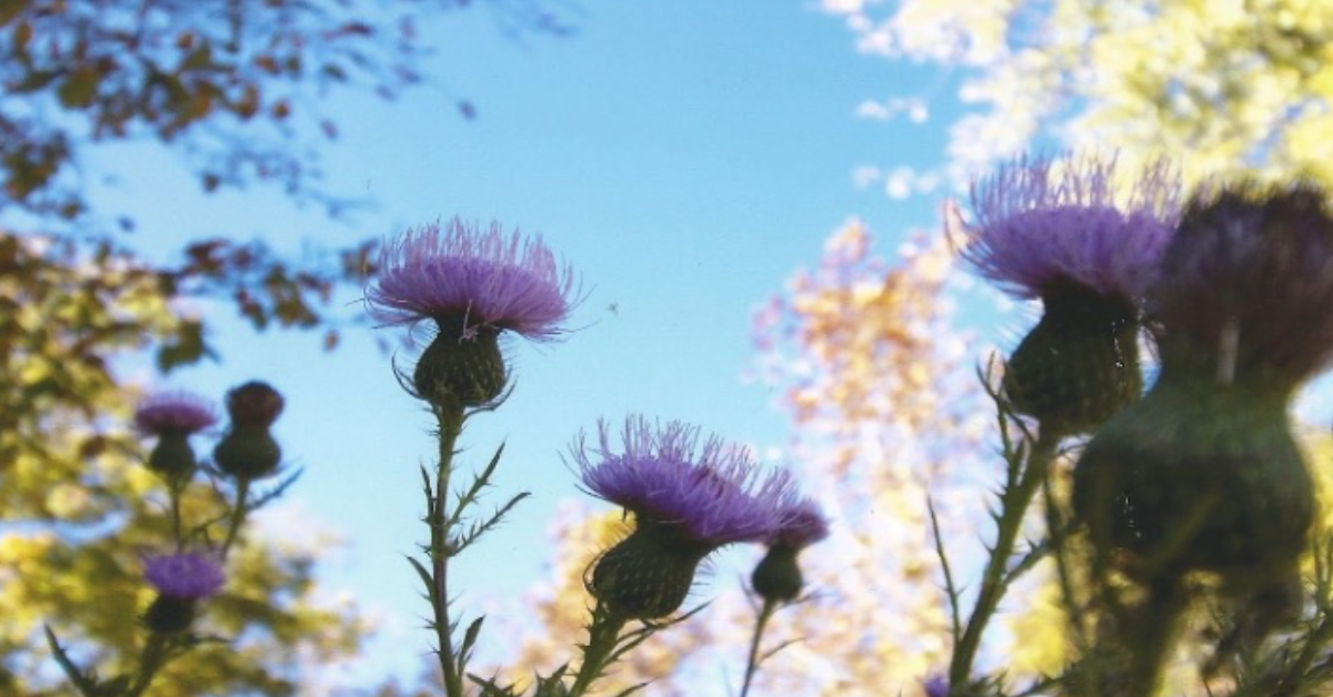 purple thistle flowers against blue sky and trees, Earth Day 2023, connection to nature, gardening, climate action